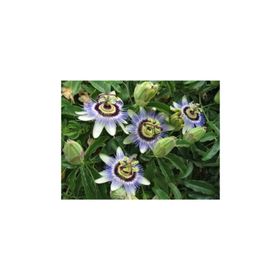 Tohhum 5 Adet Passiflora Tohumu
