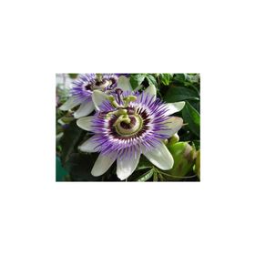 Tohhum 5 Adet Passiflora Tohumu