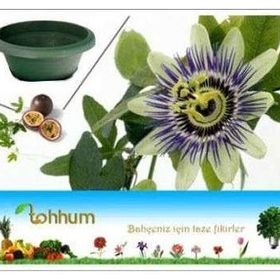 Tohhum 5 Adet Passiflora Tohumu