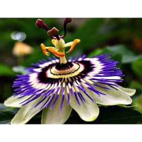 Tohhum 5 Adet Passiflora Tohumu