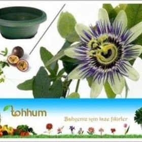 Tohhum 5 Adet Passiflora Tohumu