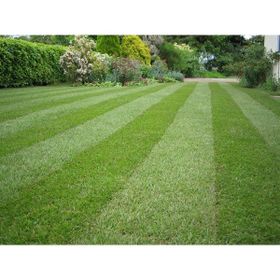 Tohhum 5 kg Shade Mix 5'li Karışım Çim Tohumu
