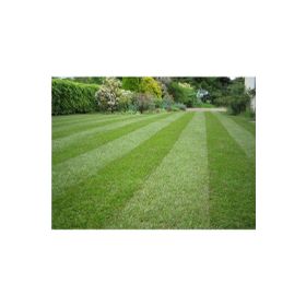 Tohhum 5 kg Shade Mix 5'li Karışım Çim Tohumu
