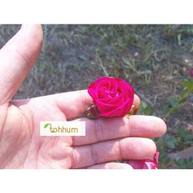 Tohhum 5 Minyatür Gül Tohumu