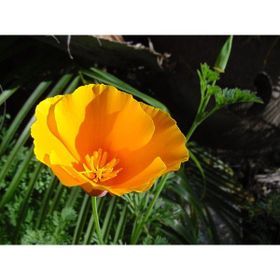 Tohhum 50+ Adet California Güneşi Tohumu