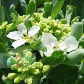 Tohhum 50+ Adet Çin Kıvırcık Lahana Tohum