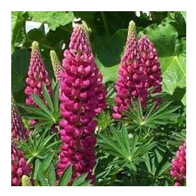 Tohhum Acı Bakla Çiçeği Lupine Tohum