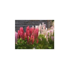 Tohhum Acı Bakla Çiçeği Lupine Tohum