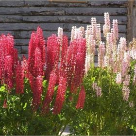 Tohhum Acı Bakla Çiçeği Lupine Tohum
