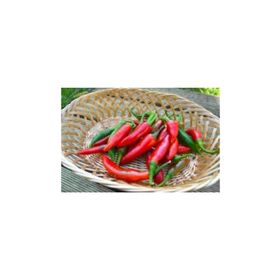 Tohhum Acı Kuş Biberi Bırd Pepper Tohum
