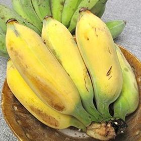 Tohhum Altın Parmak Muz Tohumu Goldfinger Banana Tohumu