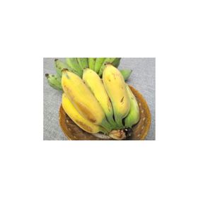 Tohhum Altın Parmak Muz Tohumu Goldfinger Banana Tohumu