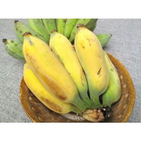 Tohhum Altın Parmak Muz Tohumu Goldfinger Banana Tohumu