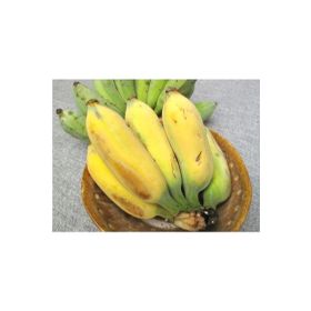 Tohhum Altın Parmak Muz Tohumu Goldfinger Banana Tohumu