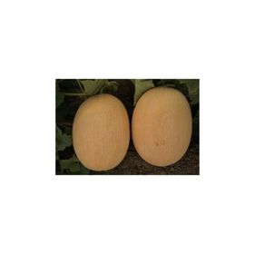 Tohhum Ananas Kavun Tohumu