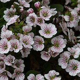 Tohhum Bahar Yıldızı Gysophila Elegans Tohumu