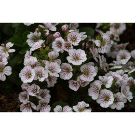 Tohhum Bahar Yıldızı Gysophila Elegans Tohumu