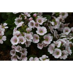 Tohhum Bahar Yıldızı Gysophila Elegans Tohumu