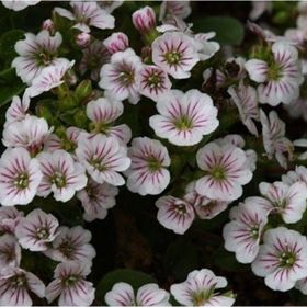 Tohhum Bahar Yıldızı Gysophila Elegans Tohumu