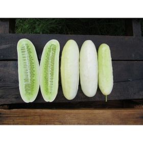 Tohhum Beyaz Tayland Salatalığı Tohumu