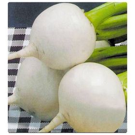 Tohhum Beyaz Turp Tohhum Bahçe Tohumu