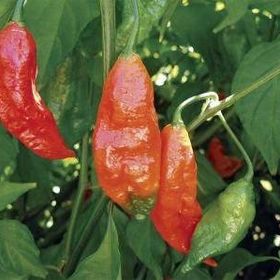 Tohhum Bhut Jolokia Biberi Tohumu