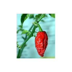 Tohhum Bhut Jolokia Biberi Tohumu