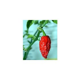 Tohhum Bhut Jolokia Biberi Tohumu