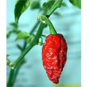 Tohhum Bhut Jolokia Biberi Tohumu