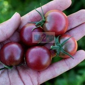 Tohhum Black Cherry Tohhum Bahçe Tohumu
