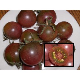 Tohhum Black Cherry Tohhum Bahçe Tohumu