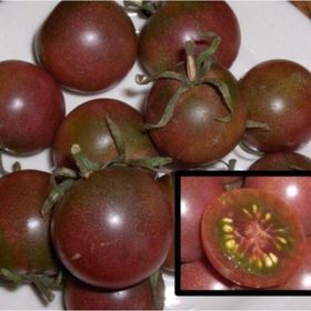 Tohhum Black Cherry Tohhum Bahçe Tohumu