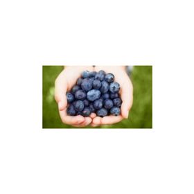 Tohhum Blueberry Yaban Mersini Tohumu