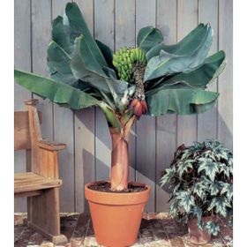 Tohhum Bodur Muz Tohumu Cavendish Dwarf Banana Tohumu