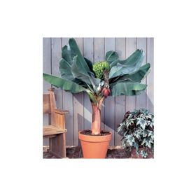 Tohhum Bodur Muz Tohumu Cavendish Dwarf Banana Tohumu