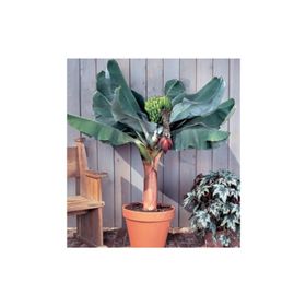Tohhum Bodur Muz Tohumu Cavendish Dwarf Banana Tohumu
