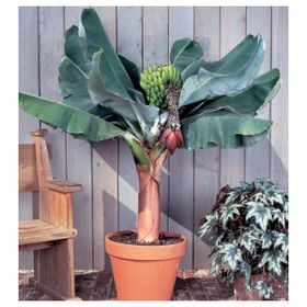 Tohhum Bodur Muz Tohumu Cavendish Dwarf Banana Tohumu