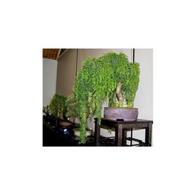 Tohhum Bonsai Akasya Bonsai Ağacı Tohumu