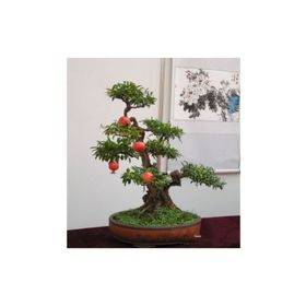 Tohhum Bonsai Nar Ağacı Tohumu