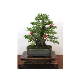 Tohhum Bonsai Nar Ağacı Tohumu