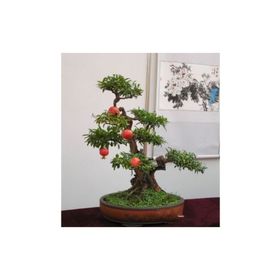 Tohhum Bonsai Nar Ağacı Tohumu