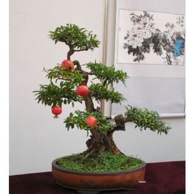 Tohhum Bonsai Nar Ağacı Tohumu