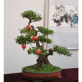 Tohhum Bonsai Nar Ağacı Tohumu