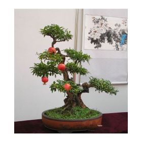 Tohhum Bonsai Nar Ağacı Tohumu