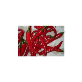 Tohhum Cayenne Biberi Çok Acı Tohumu
