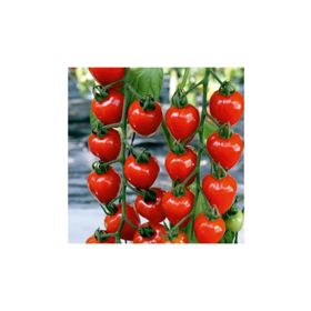 Tohhum Çilek Domatesi Tomatoberry Tohumu