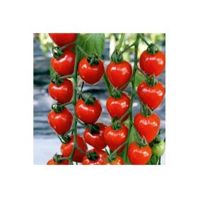 Tohhum Çilek Domatesi Tomatoberry Tohumu