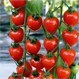 Tohhum Çilek Domatesi Tomatoberry Tohumu