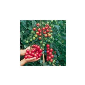 Tohhum Ciliegia Cherry Domates Tohumu