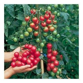Tohhum Ciliegia Cherry Domates Tohumu